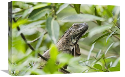 Global Gallery GCS-452682-1624-142 16 x 24 in. Green Iguana in Lowland