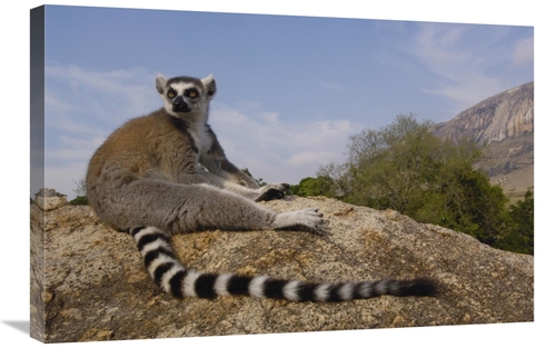 20 x 30 in. Ring-Tailed Lemur Portrait on Rocks in the Andringitra Mou