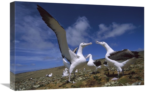 Global Gallery GCS-451824-1624-142 16 x 24 in. Southern Royal Albatros
