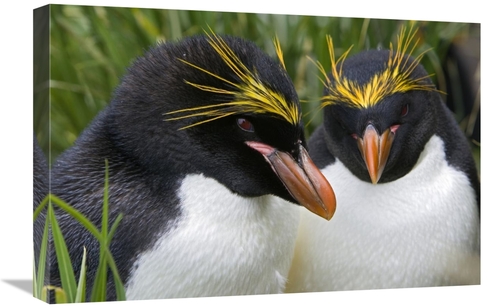 Global Gallery GCS-395817-1624-142 16 x 24 in. Macaroni Penguin Pair&#