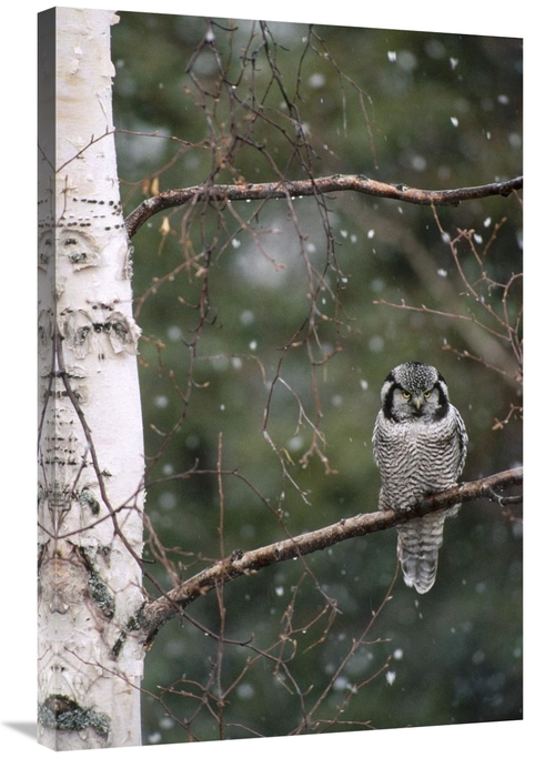 Global Gallery GCS-451845-2436-142 24 x 36 in. Northern Hawk Owl Perch