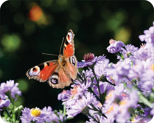 Wilderness Flowers Floral Art  Mouse Pad  Butterfly Ary