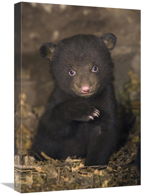 Global Gallery GCS-395802-1624-142 16 x 24 in. Black Bear 7 Week Old C