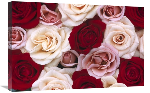 Global Gallery GCS-398295-2030-142 20 x 30 in. Rose Flowers, Close