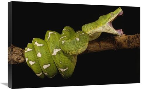 Global Gallery GCS-453183-2030-142 20 x 30 in. Emerald Tree Boa Showin