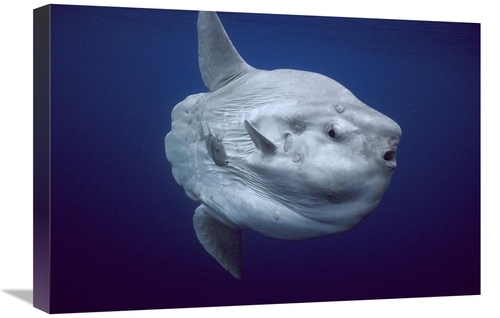Global Gallery GCS-453551-1624-142 16 x 24 in. Ocean Sunfish Portrait&