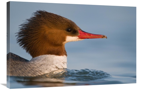 Global Gallery GCS-397368-2436-142 24 x 36 in. Common Merganser Female