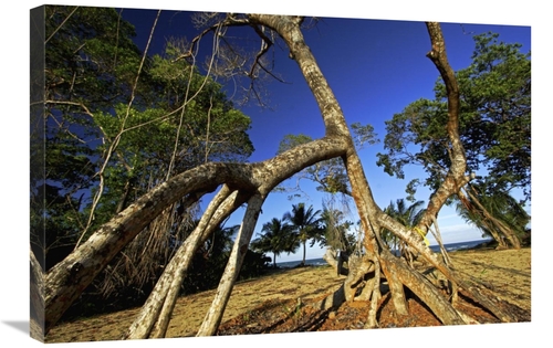 20 x 30 in. Red Mangrove Left Standing in Old Growth Stands That Were 