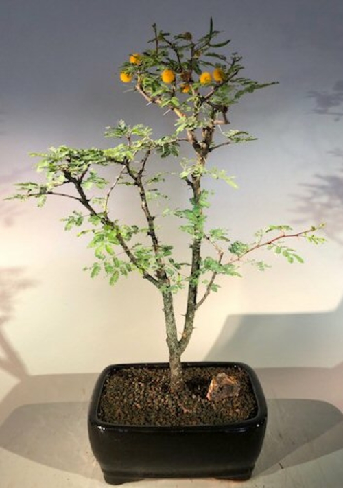 Flowering Dwarf Sweet Acacia Bonsai Tree (acacia farnesiana)