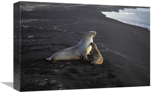 Global Gallery GCS-451762-1218-142 12 x 18 in. Galapagos Sea Lion Moth