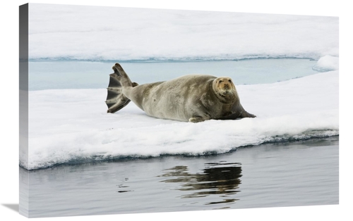 Global Gallery GCS-452712-2030-142 20 x 30 in. Bearded Seal on Ice Flo