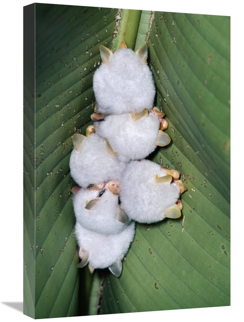 Global Gallery GCS-397228-1624-142 16 x 24 in. Honduran White Bat Grou