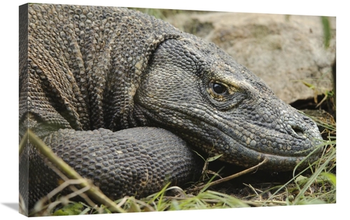 Global Gallery GCS-397541-2030-142 20 x 30 in. Komodo Dragon, Nusa
