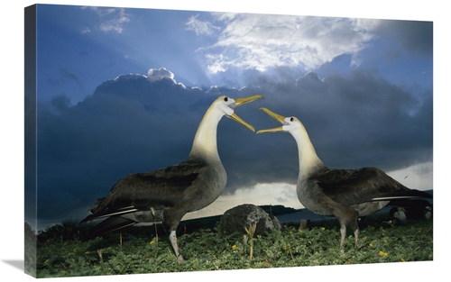 Global Gallery GCS-451738-2030-142 20 x 30 in. Waved Albatross Courtsh
