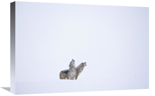 Global Gallery GCS-396245-1624-142 16 x 24 in. Timber Wolf Pair Howlin