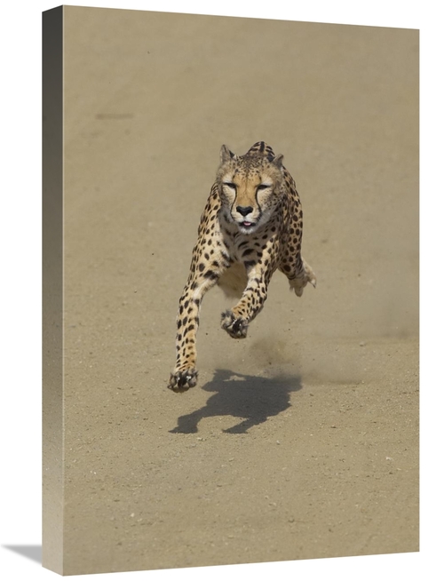Global Gallery GCS-450854-1624-142 16 x 24 in. Cheetah Running, Na