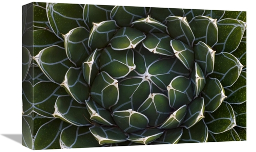 Global Gallery GCS-395326-1218-142 12 x 18 in. Queen Victorias Agave&#