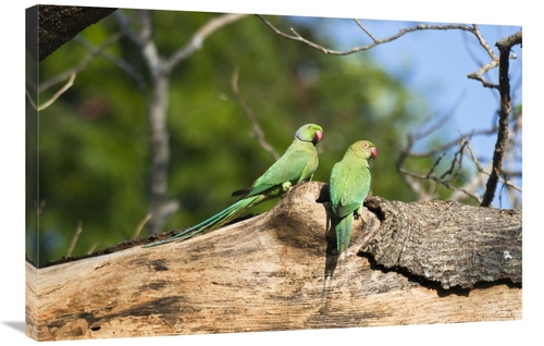 Global Gallery GCS-453652-2436-142 24 x 36 in. Rose-Ringed Parakeet Pa