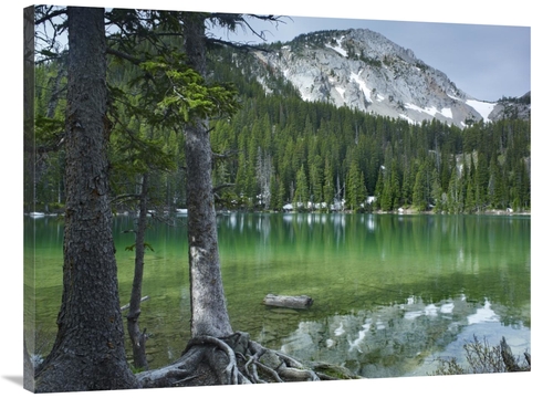 Global Gallery GCS-452242-3040-142 30 x 40 in. Pine Trees on the Edge 