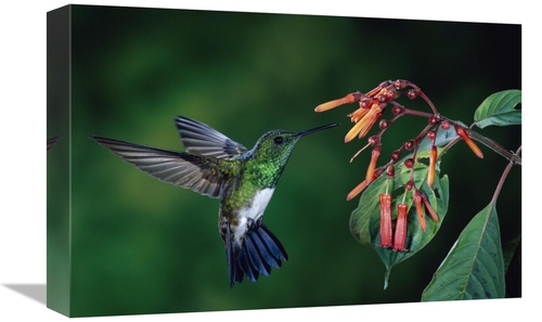 Global Gallery GCS-397250-1218-142 12 x 18 in. Snowy-Bellied Hummingbi