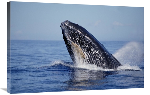 Global Gallery GCS-450994-2436-142 24 x 36 in. Humpback Whale Breachin