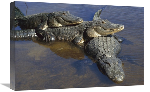 Global Gallery GCS-453378-1624-142 16 x 24 in. American Alligator Thre