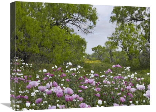 Global Gallery GCS-396326-1824-142 18 x 24 in. Long Pricklyhead Poppy 