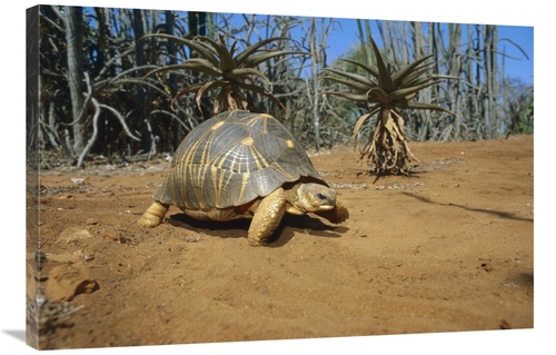 Global Gallery GCS-452645-2436-142 24 x 36 in. Radiated Tortois in the