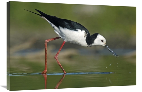 Global Gallery GCS-397469-2436-142 24 x 36 in. Black-Winged Stilt Fora