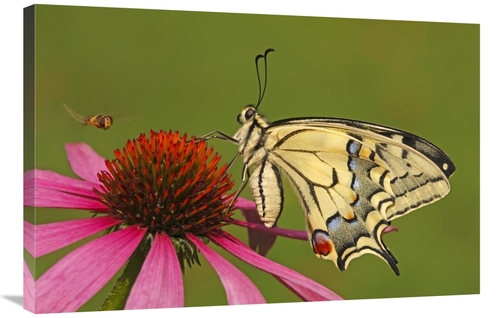 Global Gallery GCS-398011-2436-142 24 x 36 in. Oldworld Swallowtail on