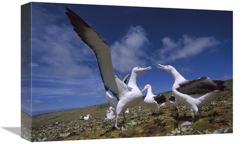 Global Gallery GCS-451824-1218-142 12 x 18 in. Southern Royal Albatros