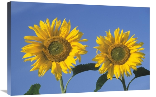 Global Gallery GCS-453610-2436-142 24 x 36 in. Common Sunflower Pair o