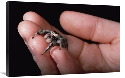 Global Gallery GCS-450713-2436-142 24 x 36 in. Jumping Spider Held in 