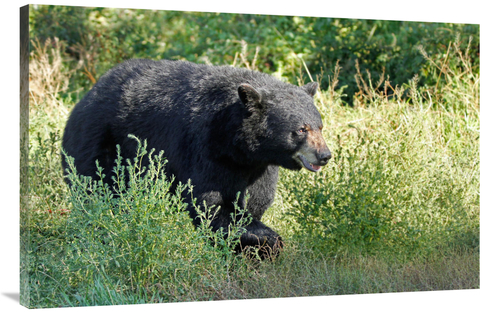 Global Gallery GCS-486426-44-142 44 in. Searching at First Light Art P