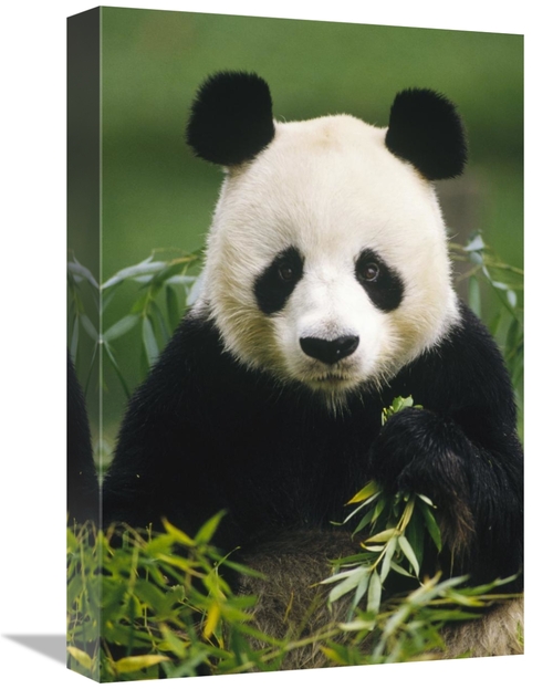 Global Gallery GCS-395742-1218-142 12 x 18 in. Giant Panda Eating Bamb