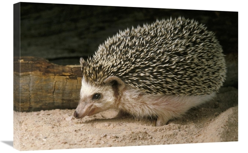 Global Gallery GCS-452901-2030-142 20 x 30 in. African Hedgehog Portra