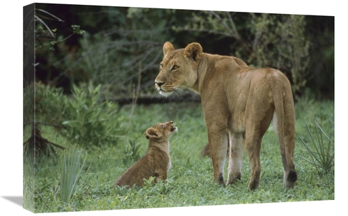 Global Gallery GCS-452949-1624-142 16 x 24 in. African Lioness & Cub&#