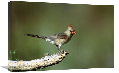 Global Gallery GCS-453290-1624-142 16 x 24 in. Northern Cardinal Femal