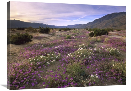 Global Gallery GCS-396959-2432-142 24 x 32 in. Sand Verbena & Primrose