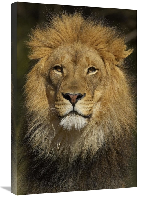 Global Gallery GCS-450894-2030-142 20 x 30 in. African Lion Male Portr