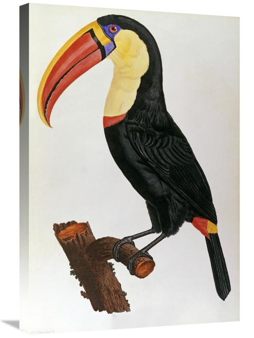 Global Gallery GCS-266735-30-142 30 in. Le Toucan Art Print - Francois
