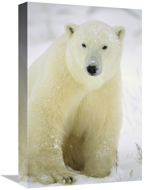 Global Gallery GCS-452508-1218-142 12 x 18 in. Polar Bear Adult Portra