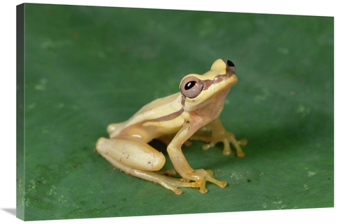 Global Gallery GCS-450764-2436-142 24 x 36 in. Snouted Treefrog Near S