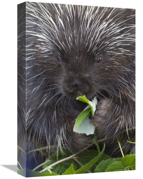 Global Gallery GCS-395415-1218-142 12 x 18 in. Common Porcupine Feedin