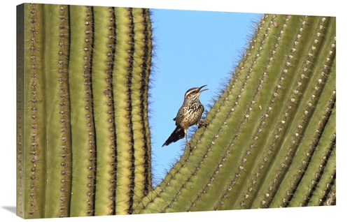 Global Gallery GCS-453279-2436-142 24 x 36 in. Cactus Wren Perched on 