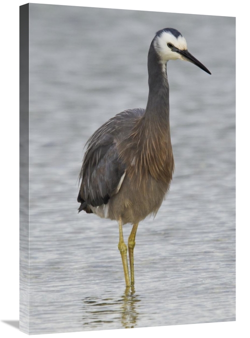 Global Gallery GCS-397487-2030-142 20 x 30 in. White-Faced Heron Wadin