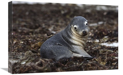 Global Gallery GCS-452993-1624-142 16 x 24 in. Australian Sea Lion Pup