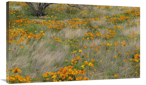 Global Gallery GCS-396282-40-142 40 in. California Poppy Meadow with G