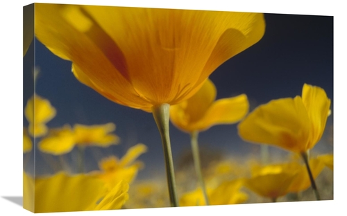 Global Gallery GCS-396120-1624-142 16 x 24 in. Mexican Golden Poppy De