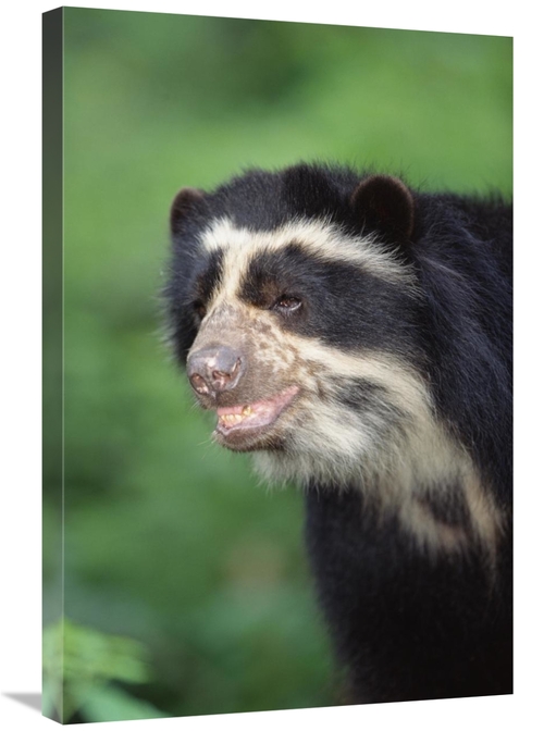 Global Gallery GCS-451463-2030-142 20 x 30 in. Spectacled Bear, Ce